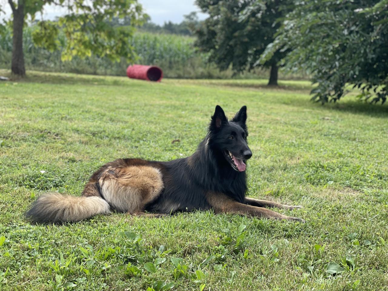 Berger belge tervueren