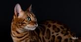 Bengal