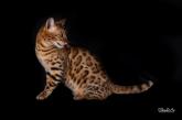 Bengal