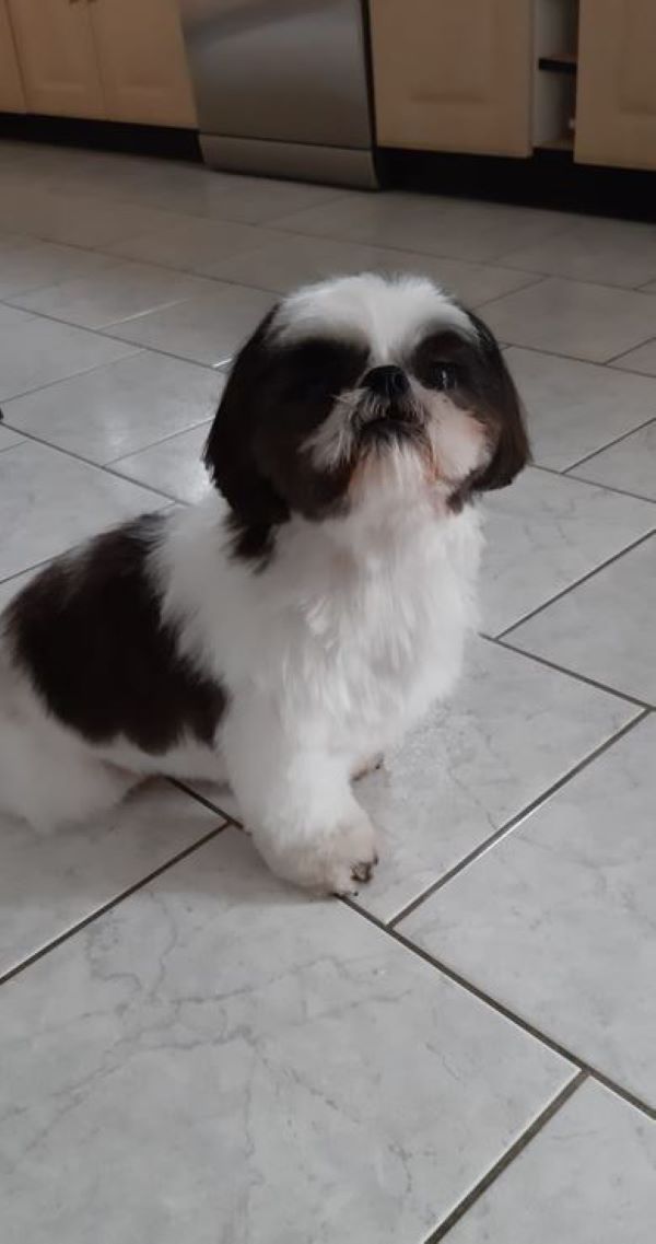 Shih-tzu