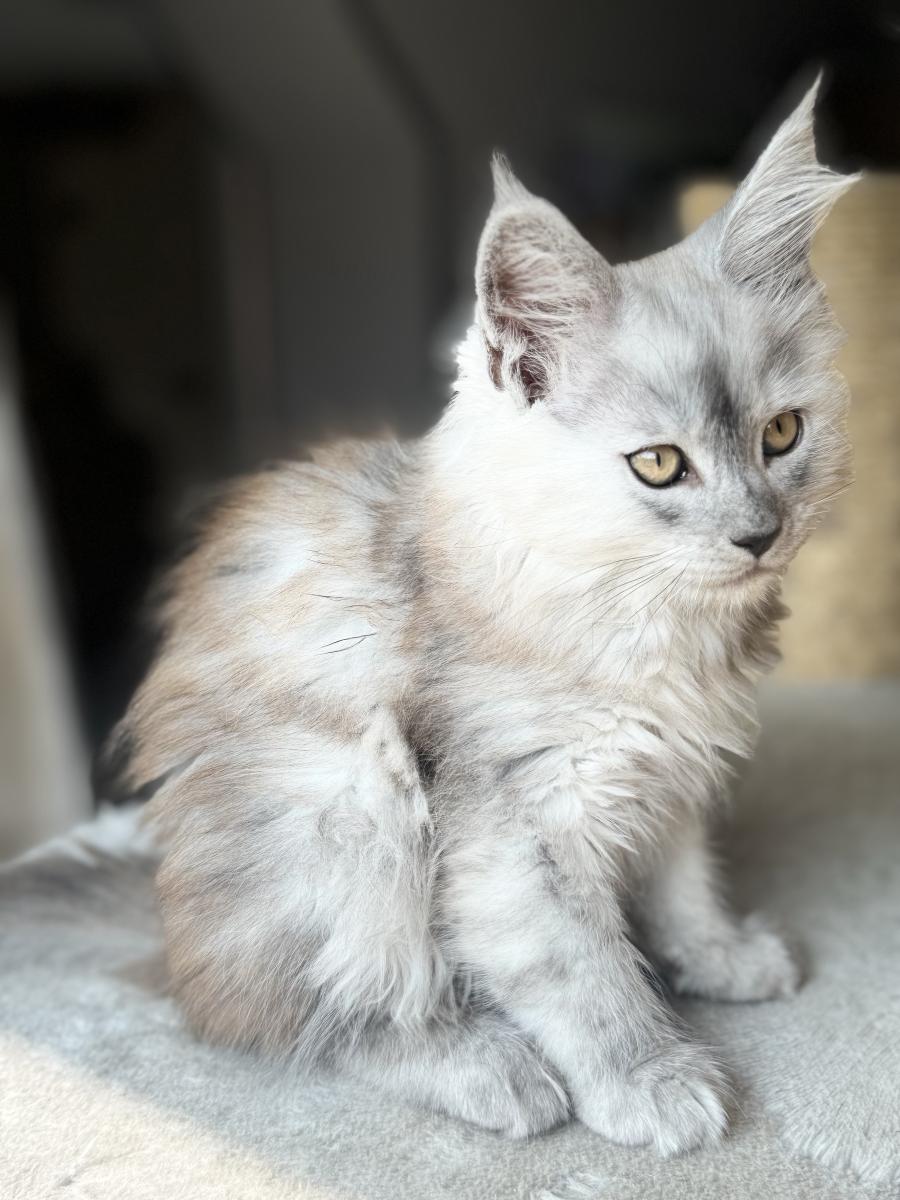 Maine coon