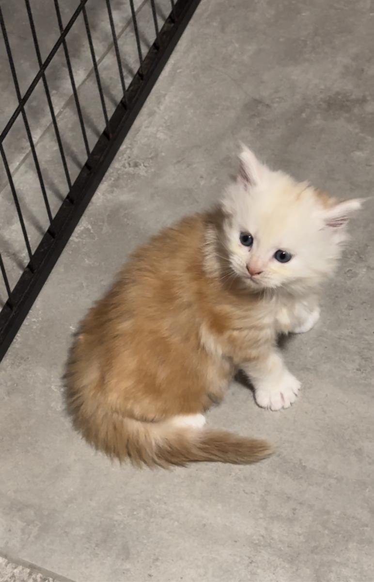 Maine coon