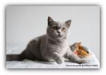 British Shorthair bleu