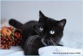 British shorthair noir yeux bleus dominants