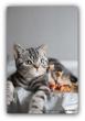 British shorthair silver tabby