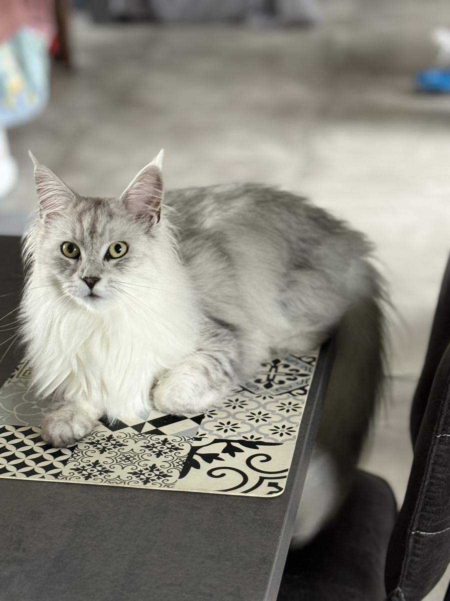 Maine coon