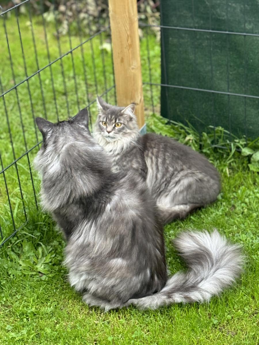 Maine coon