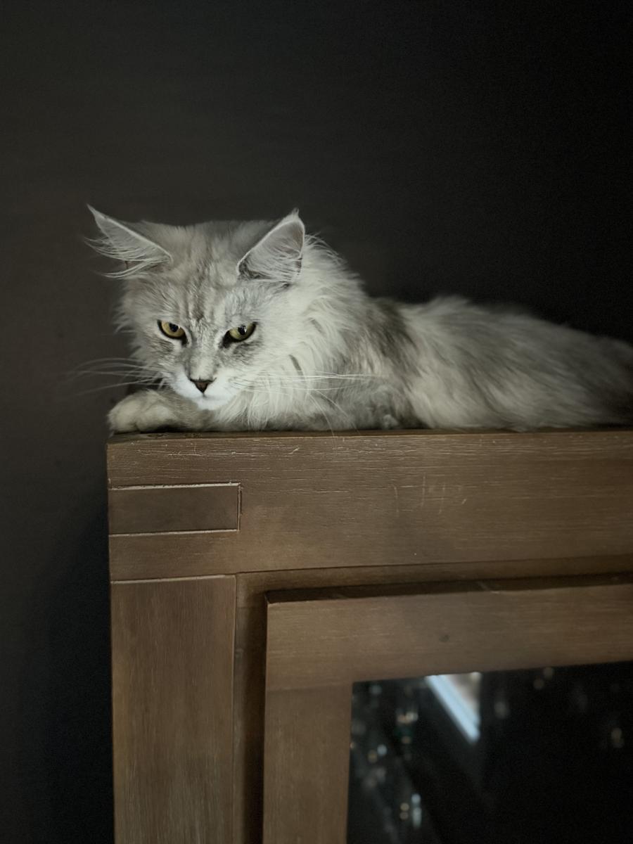 Maine coon