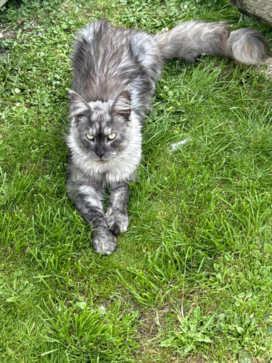 Maine coon