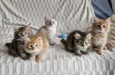 Chatons ns en fvrier 2024