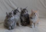 Chatons ns le 22/07/2024