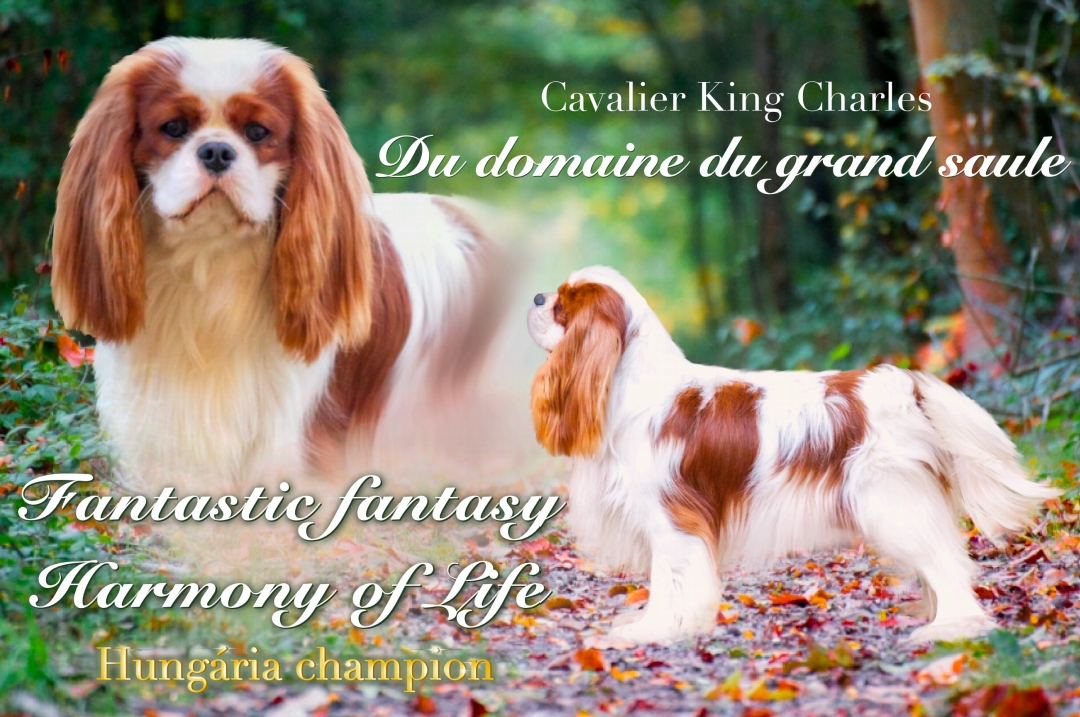 Cavalier king charles spaniel