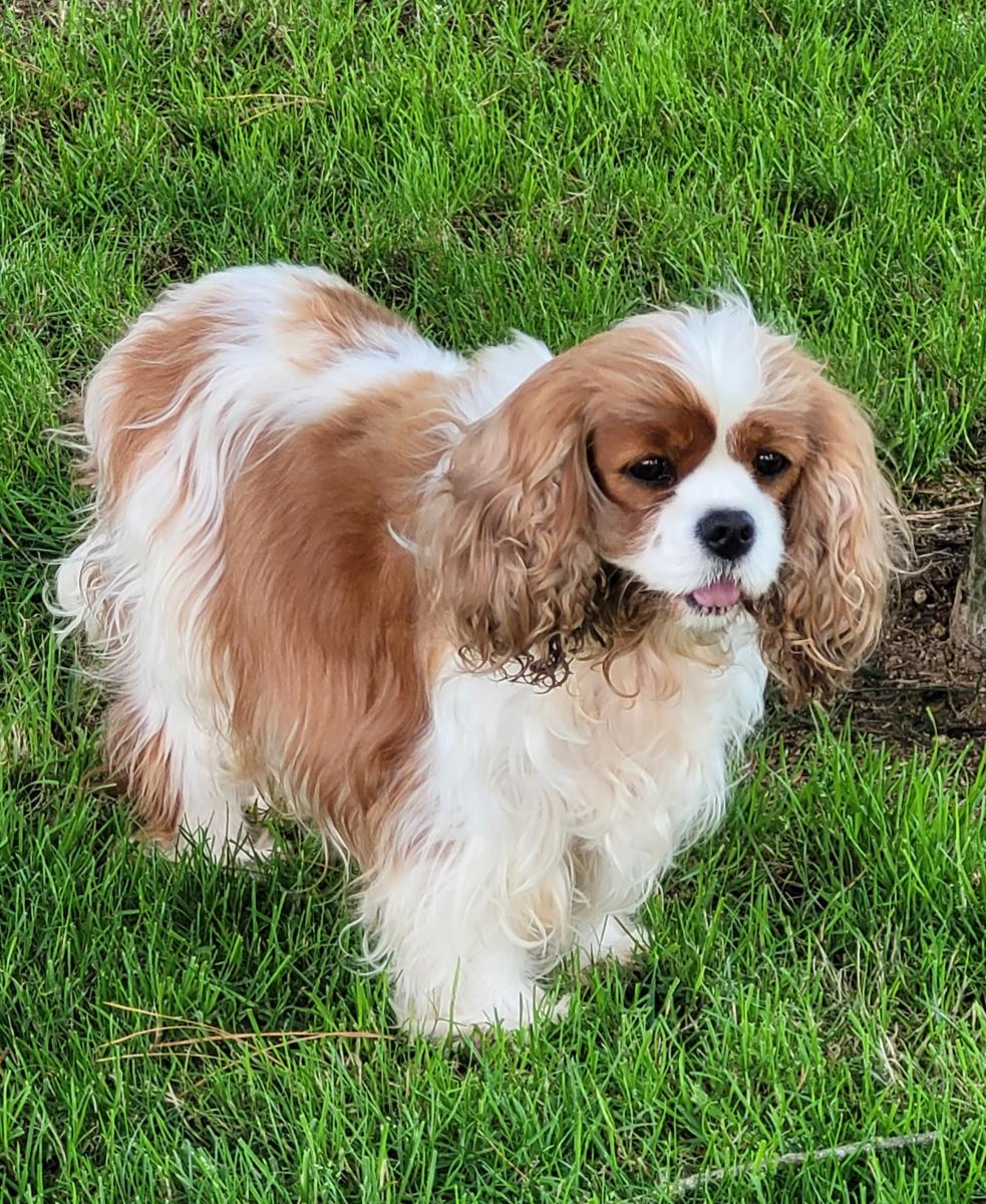 Cavalier king charles spaniel