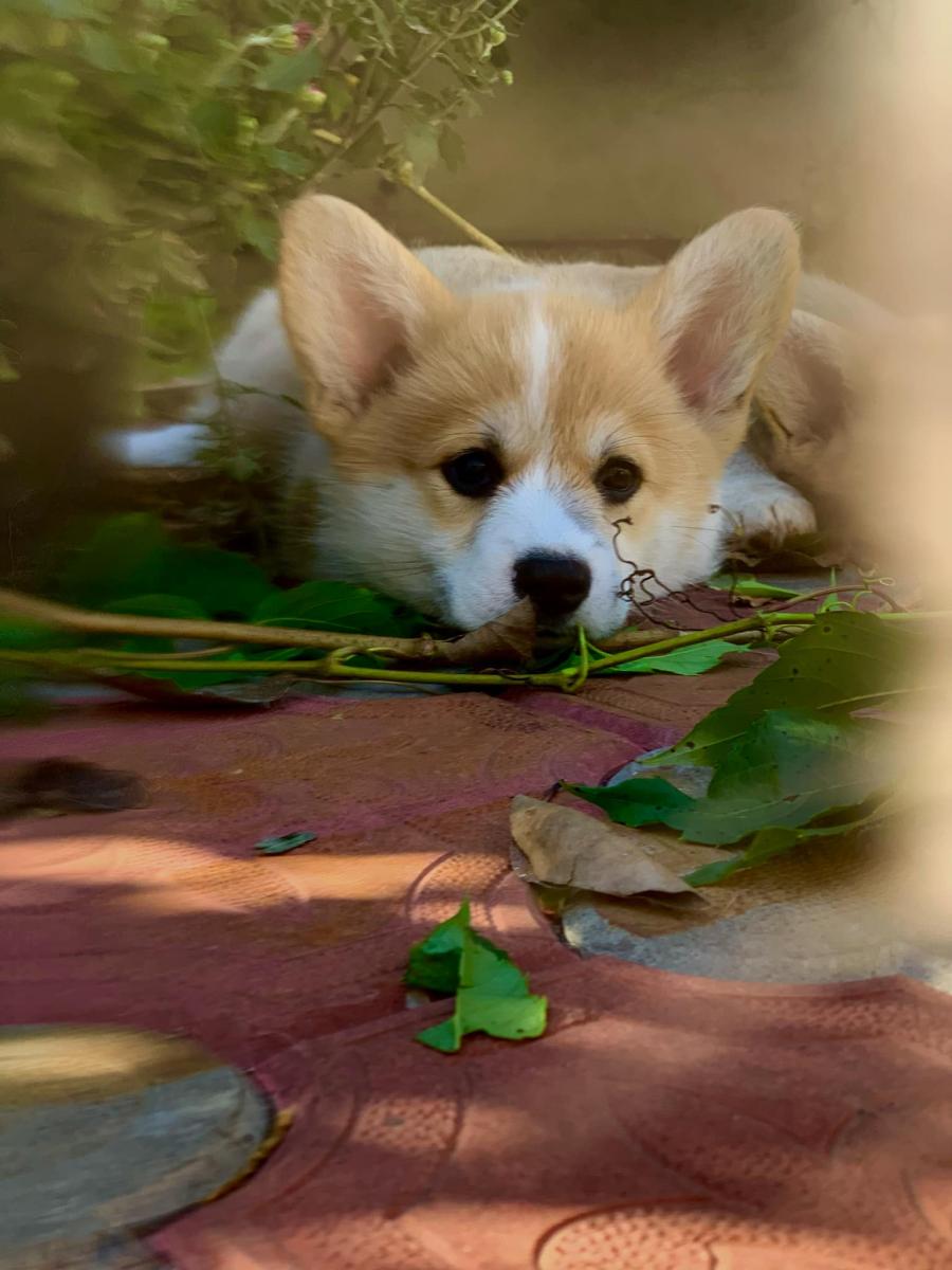 Welsh corgi pembroke