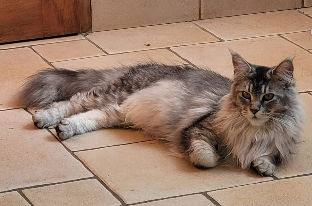 Maine coon