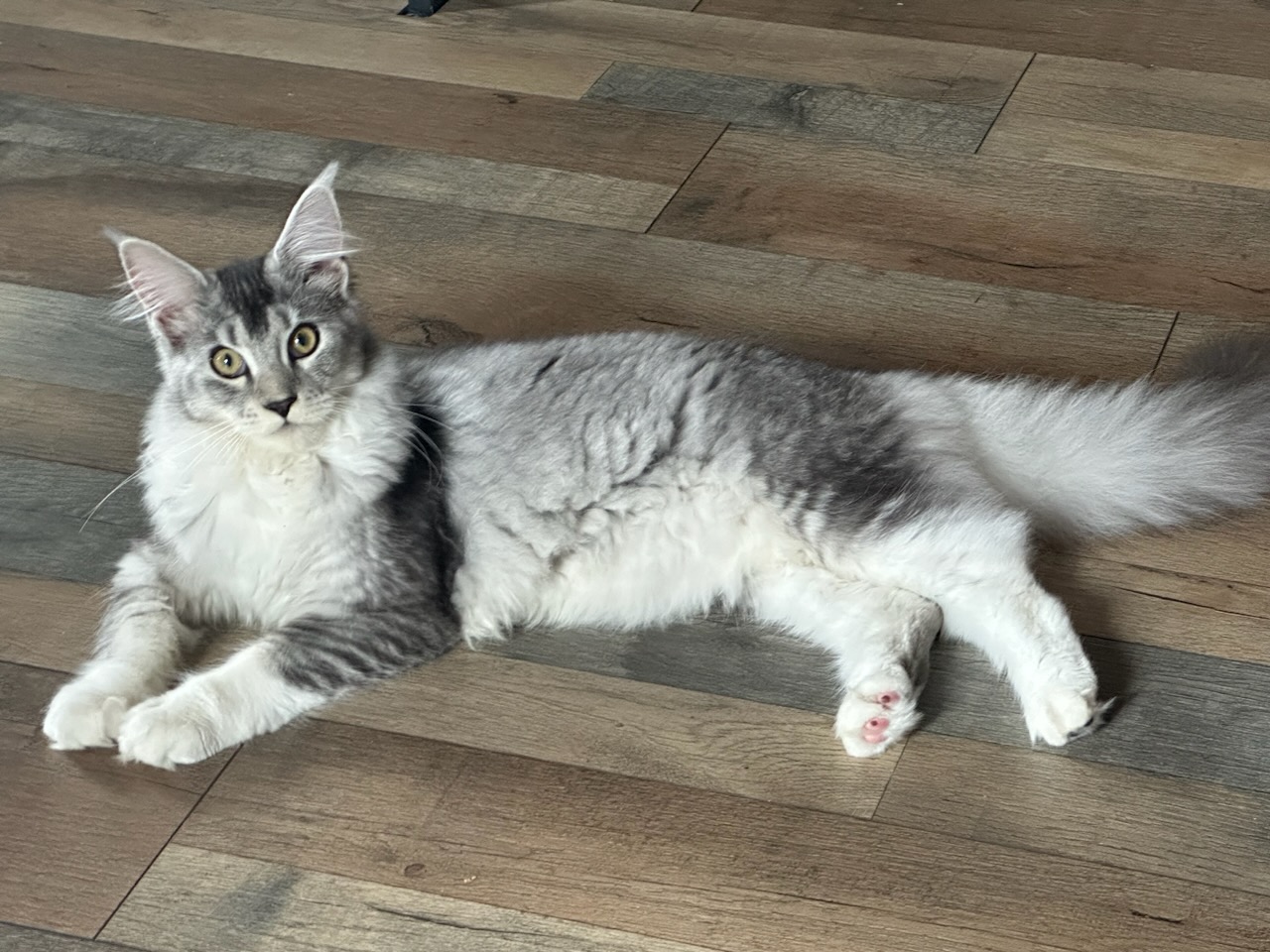 Maine coon