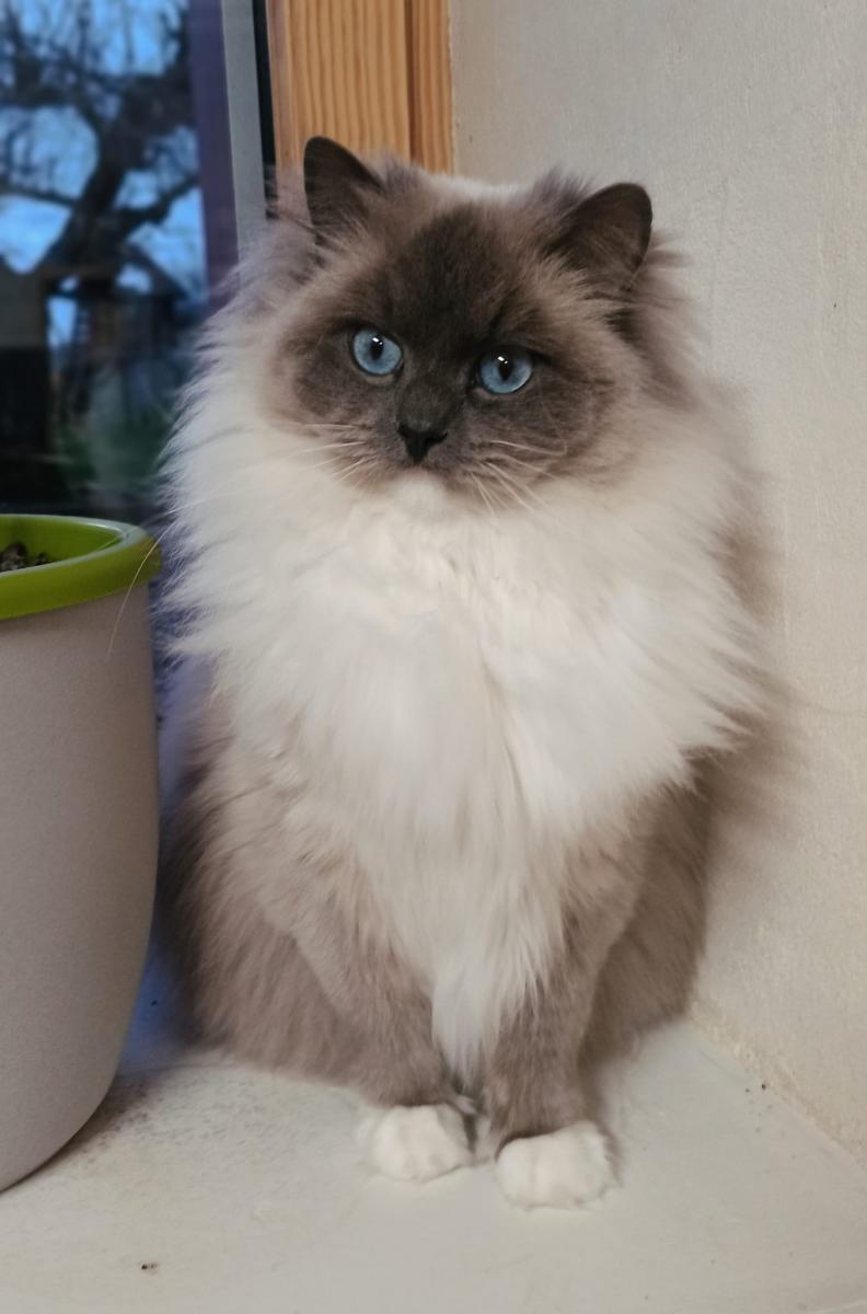 Ragdoll