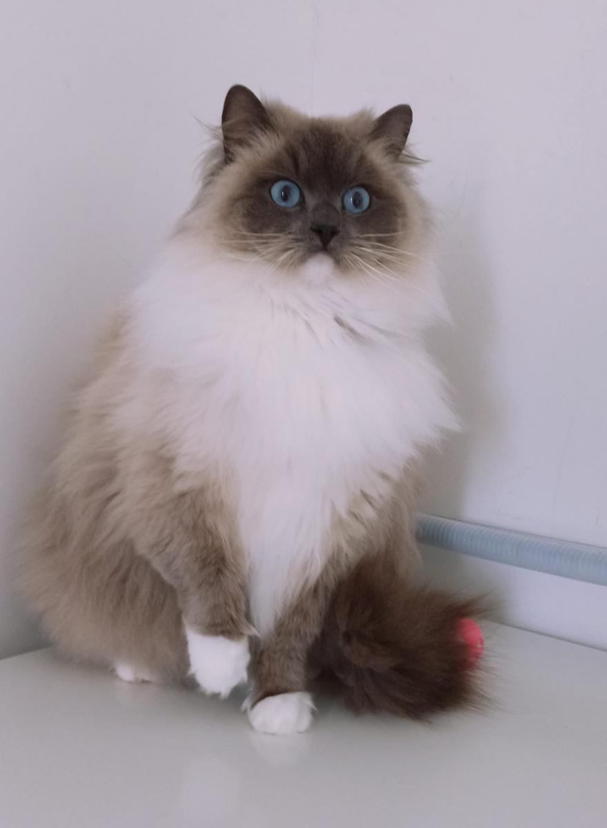 Ragdoll