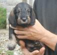 chiot femelle col. orange 1 mois 1/2  vendre