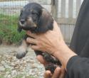 chiot femelle col. orange 1 mois 1/2  vendre