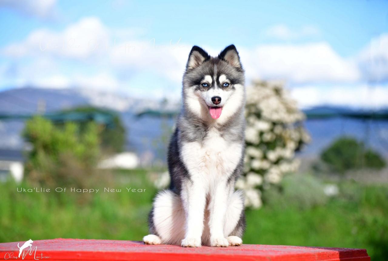 Pomsky