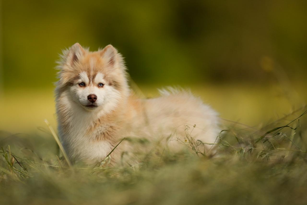 Pomsky