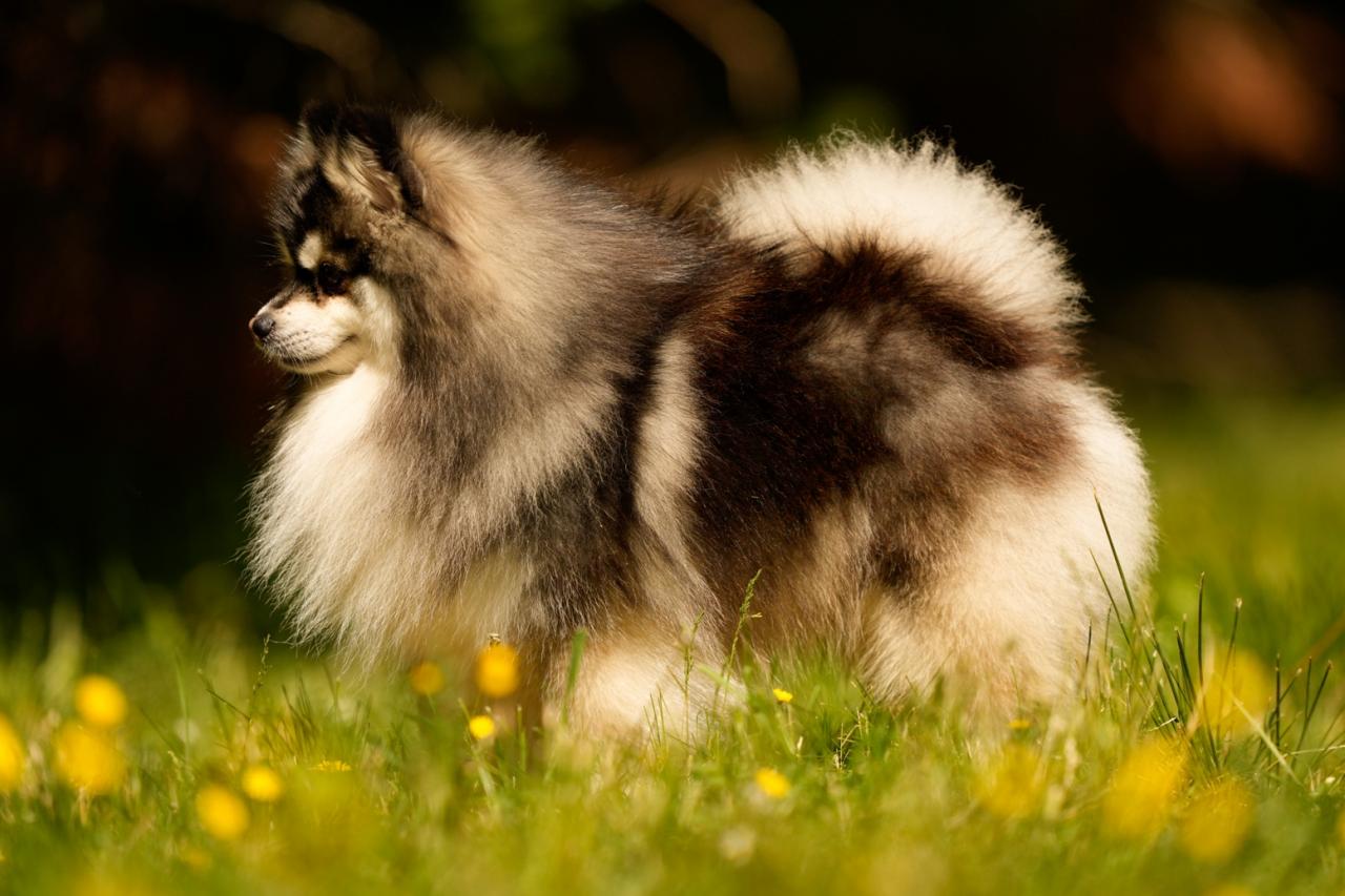 Pomsky