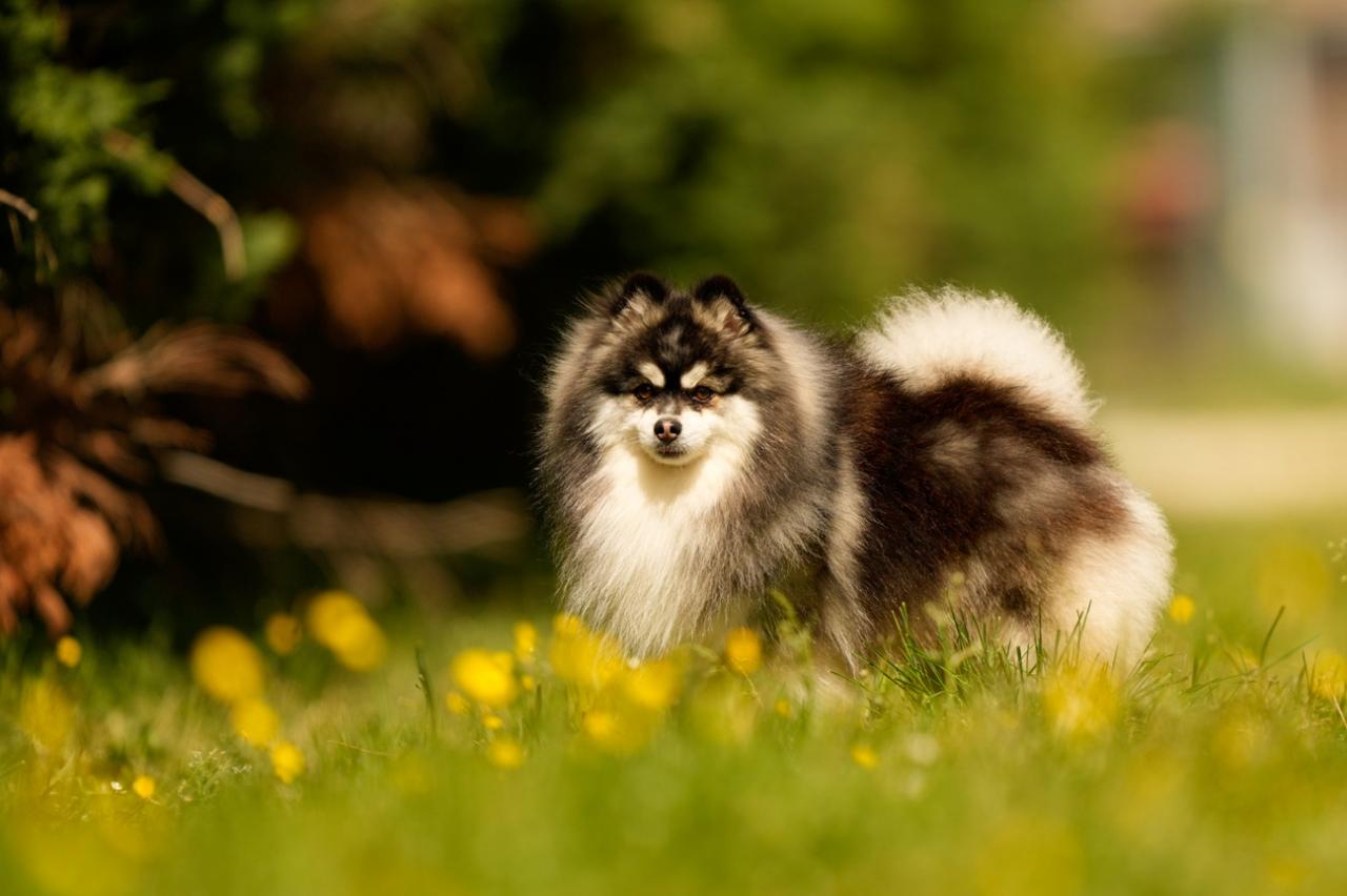 Pomsky