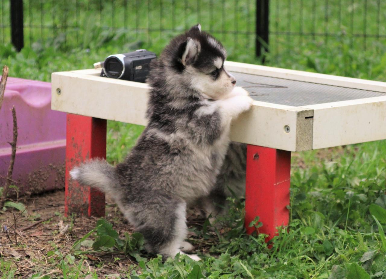 Pomsky