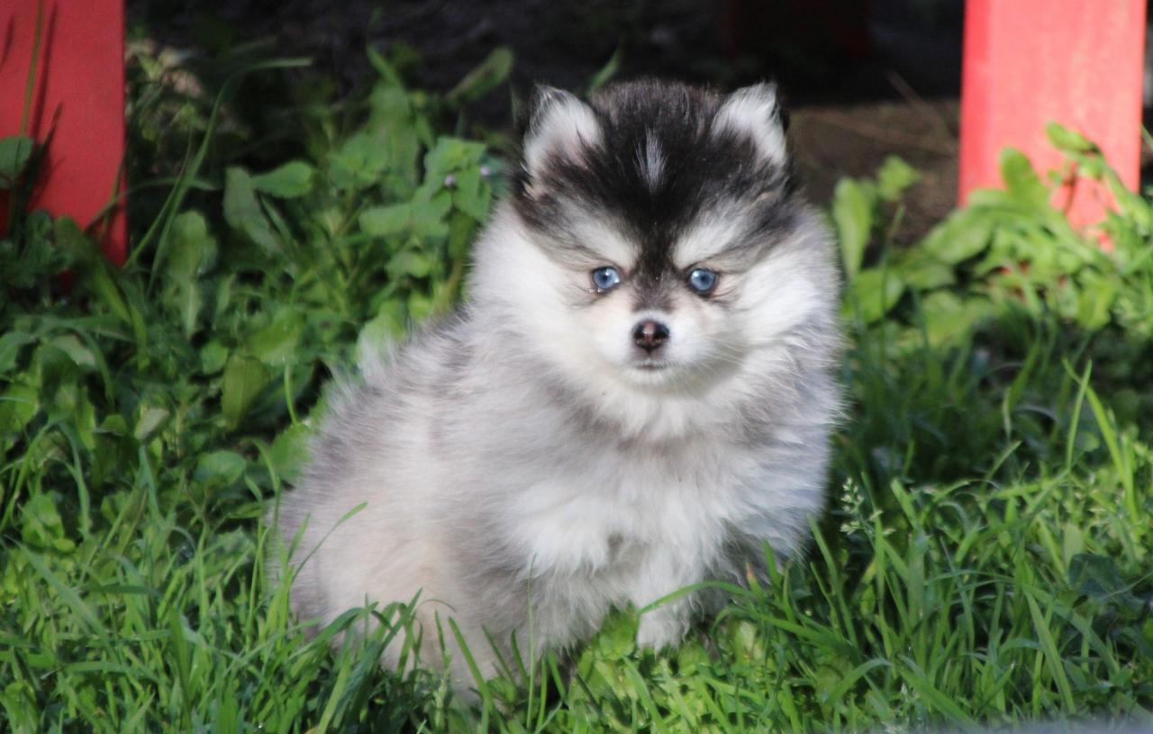 Pomsky