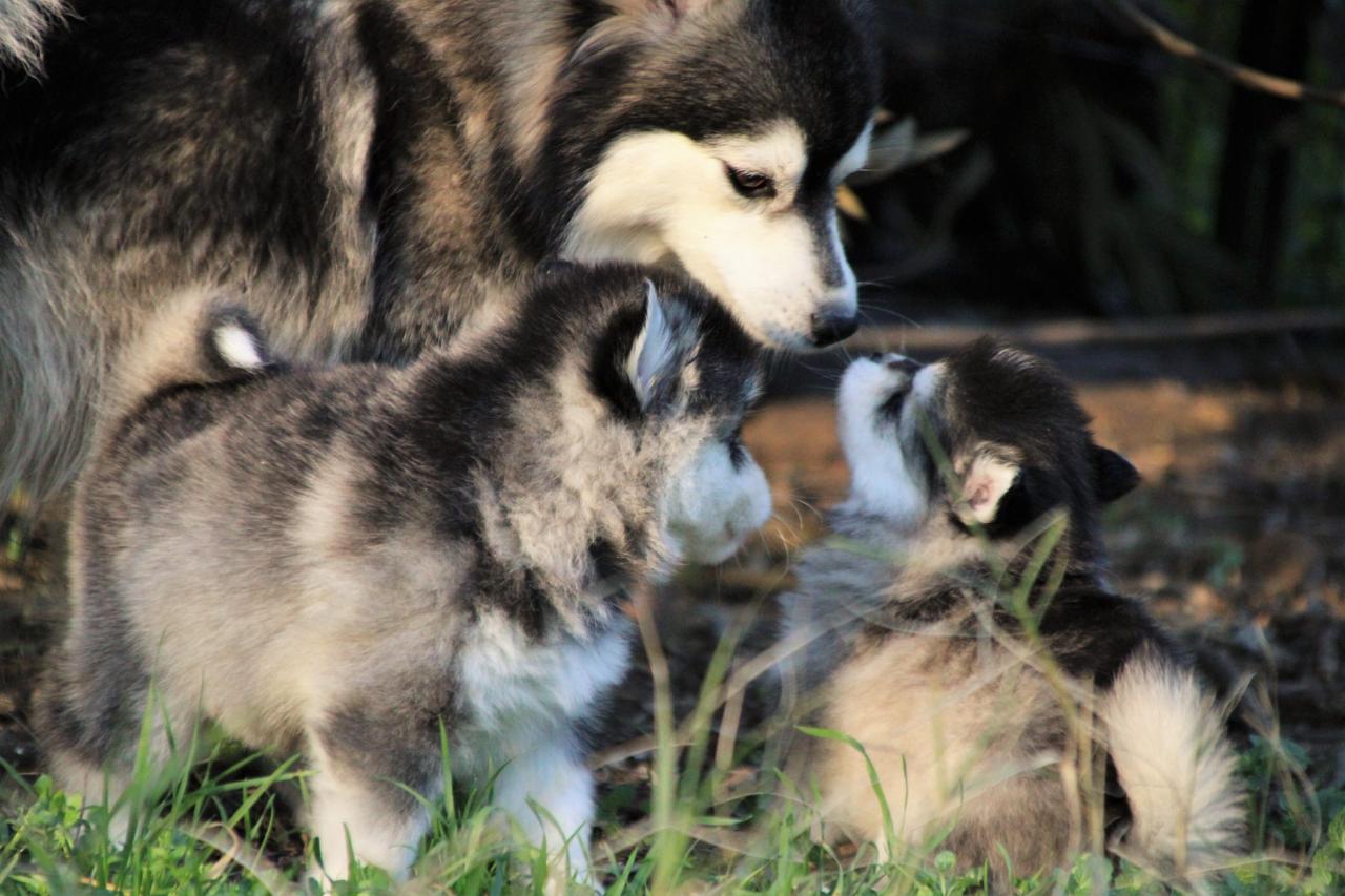 Pomsky