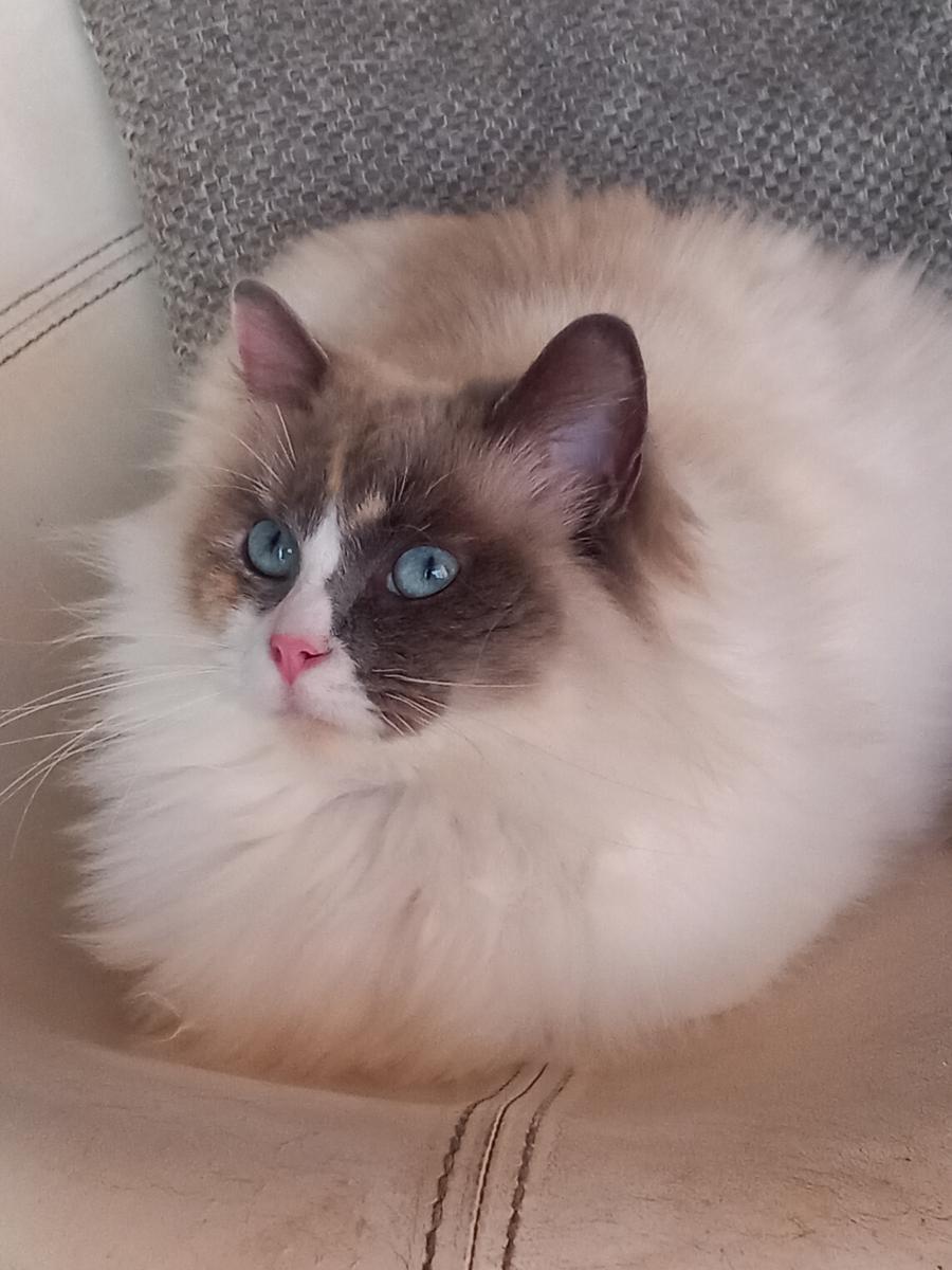 Ragdoll