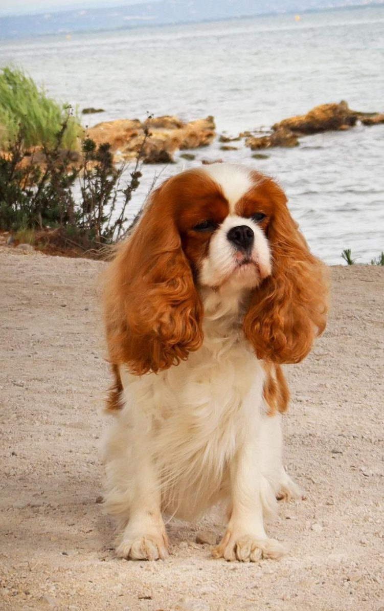 Cavalier king charles spaniel