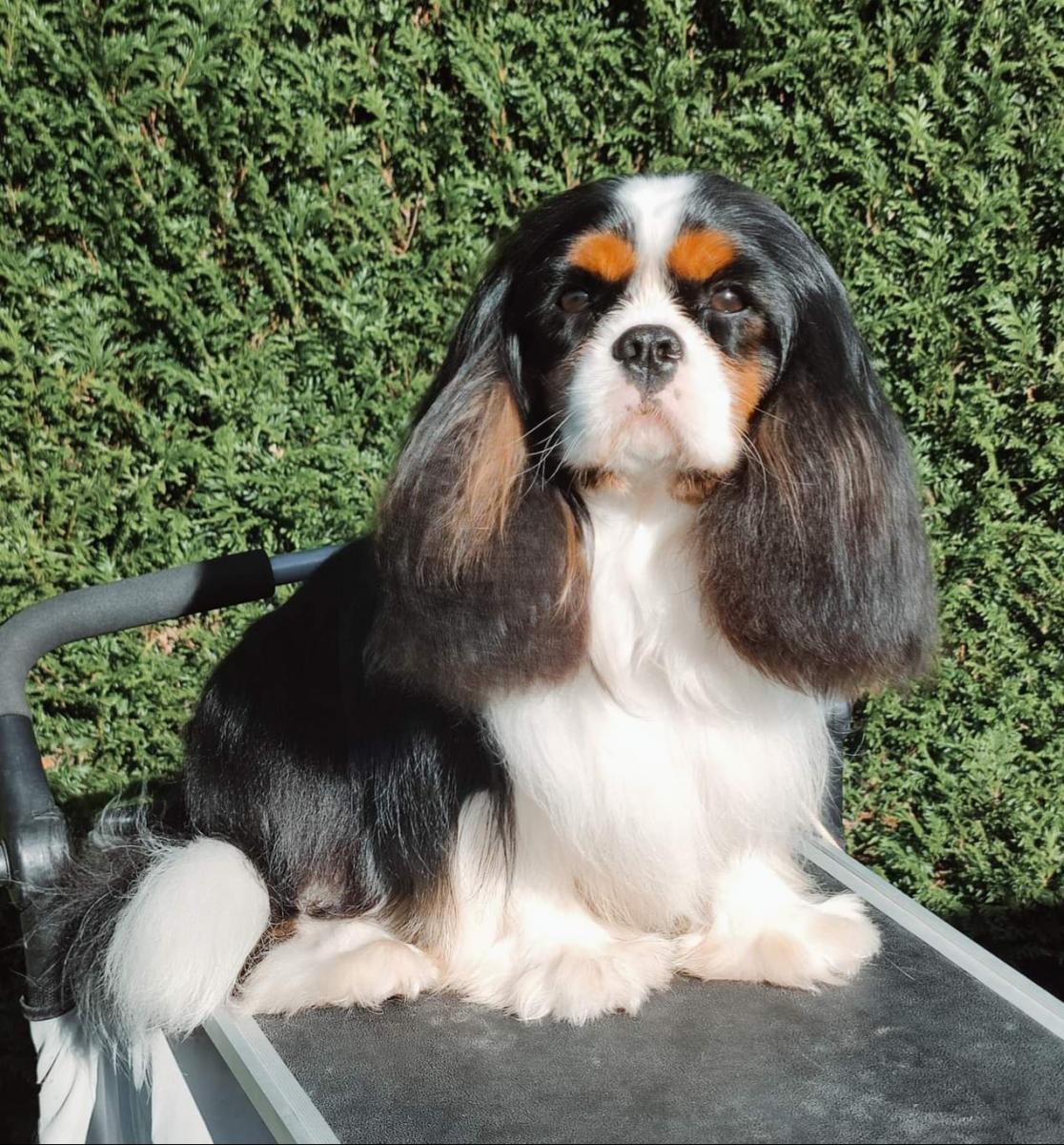 Cavalier king charles spaniel