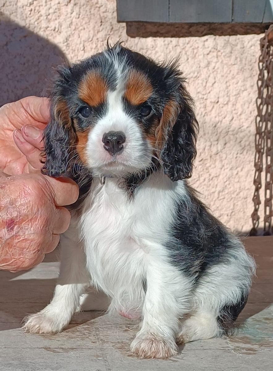 Cavalier king charles spaniel