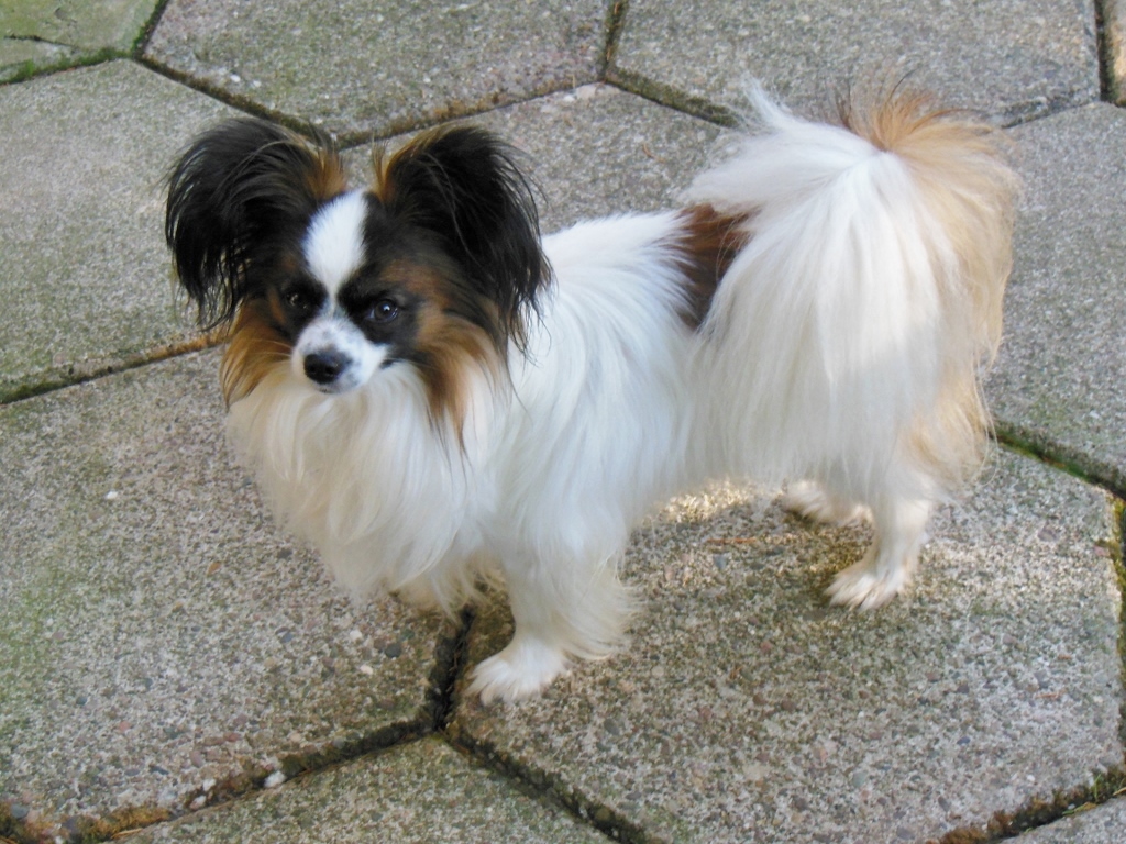 Epagneul nain papillon