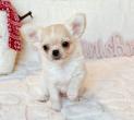 Chiot chihuahua crme blanc poil long