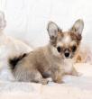 Mle chihuahua fauve blanc poil long