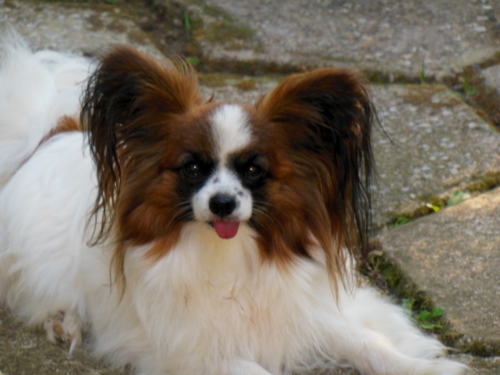 Epagneul nain papillon