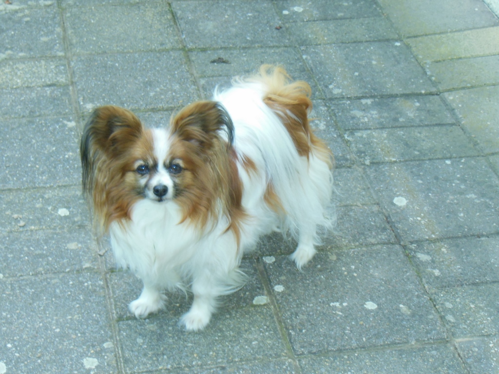 Epagneul nain papillon