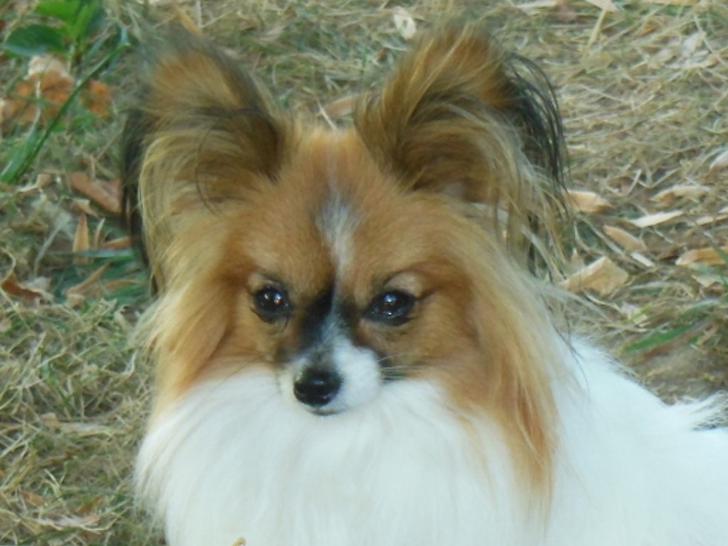 Epagneul nain papillon