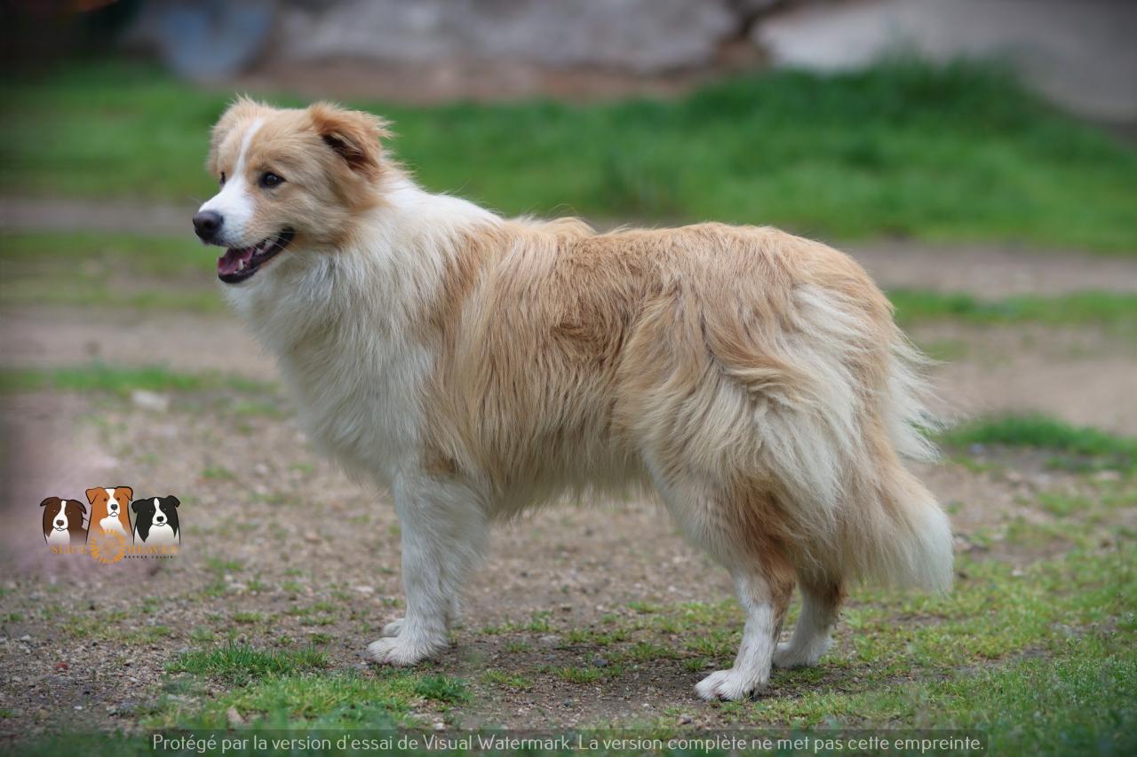 Border collie