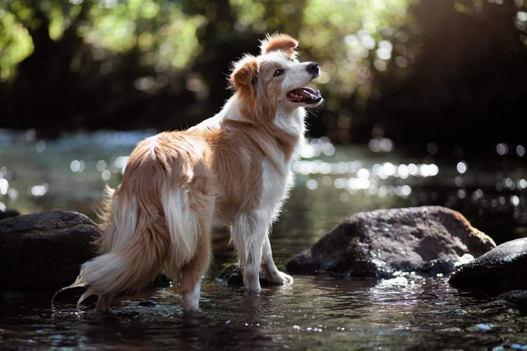 Border collie