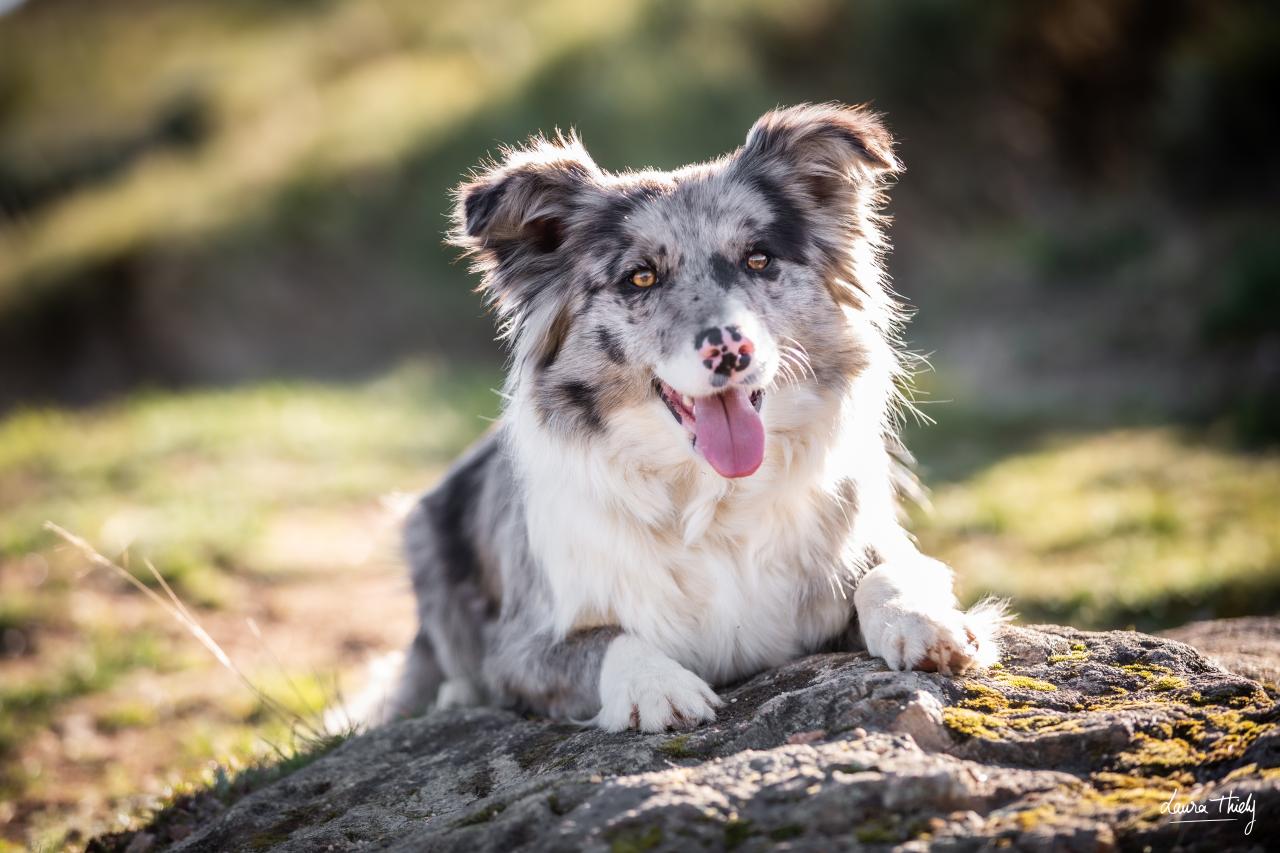 Border collie