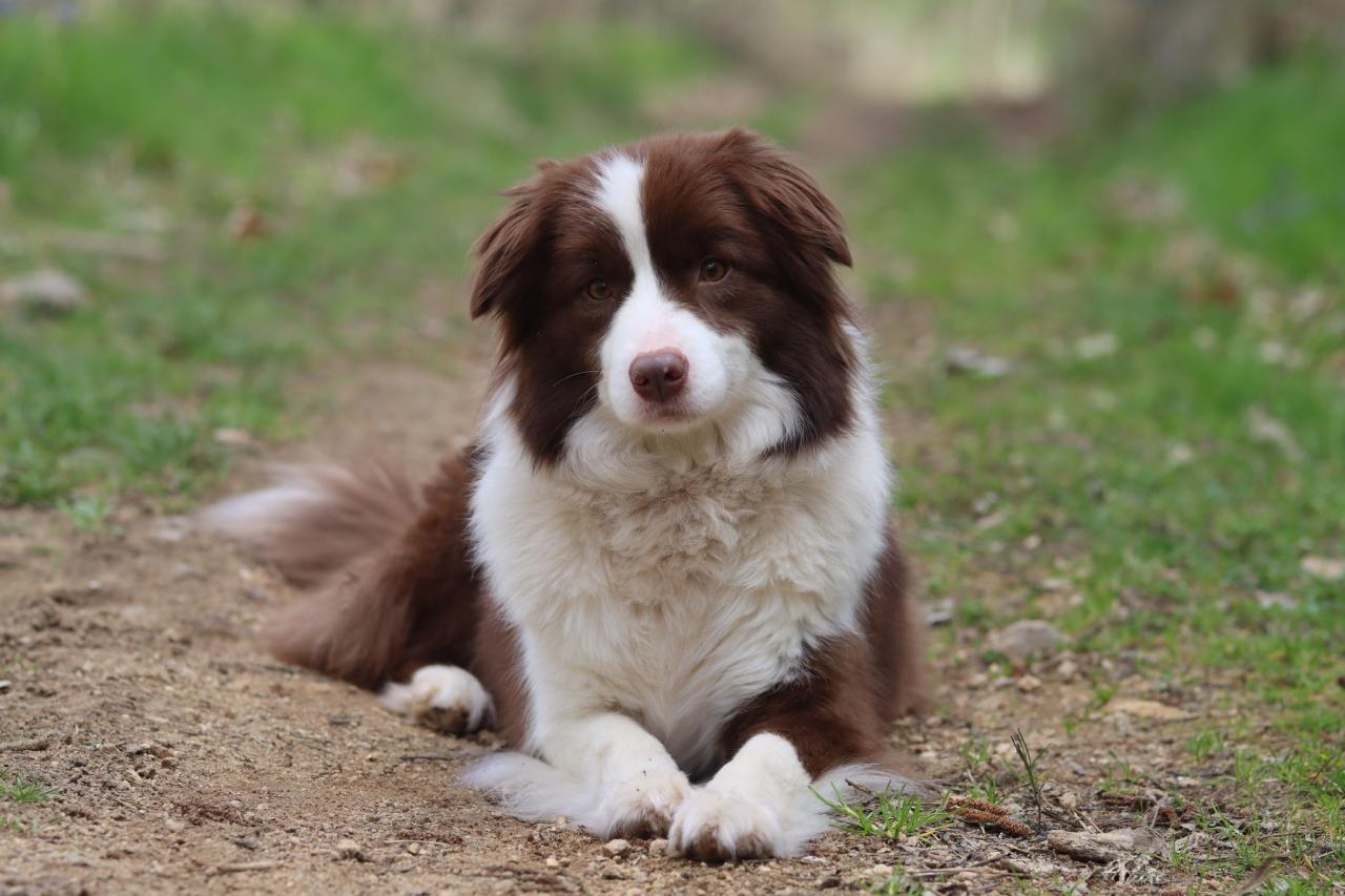 Border collie