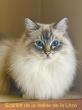 Femelle Seal Tabby Mitted