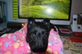 scottish terrier