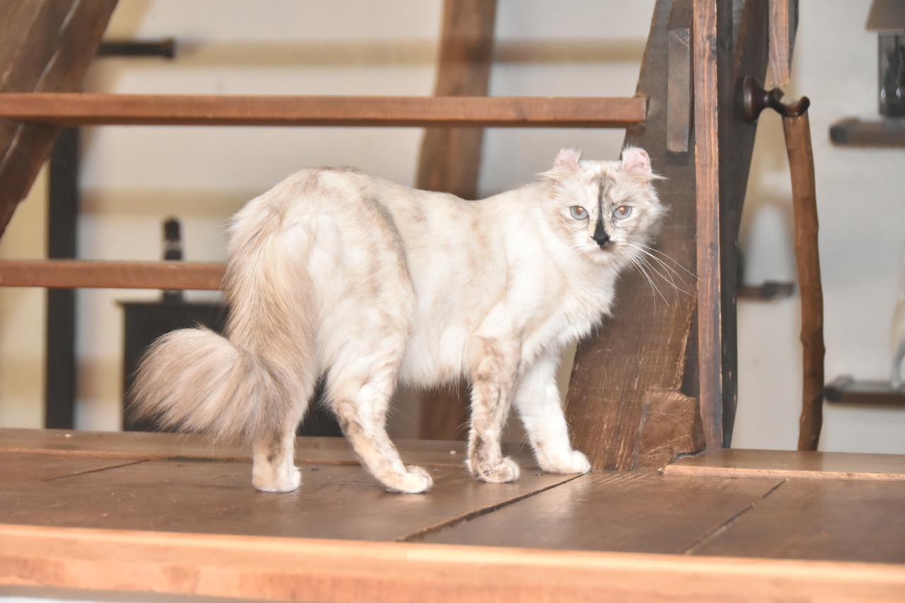 American curl poil long