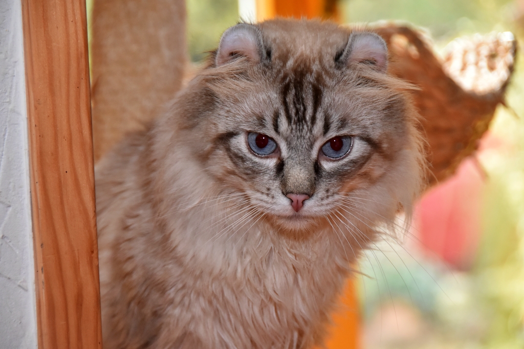 American curl poil long