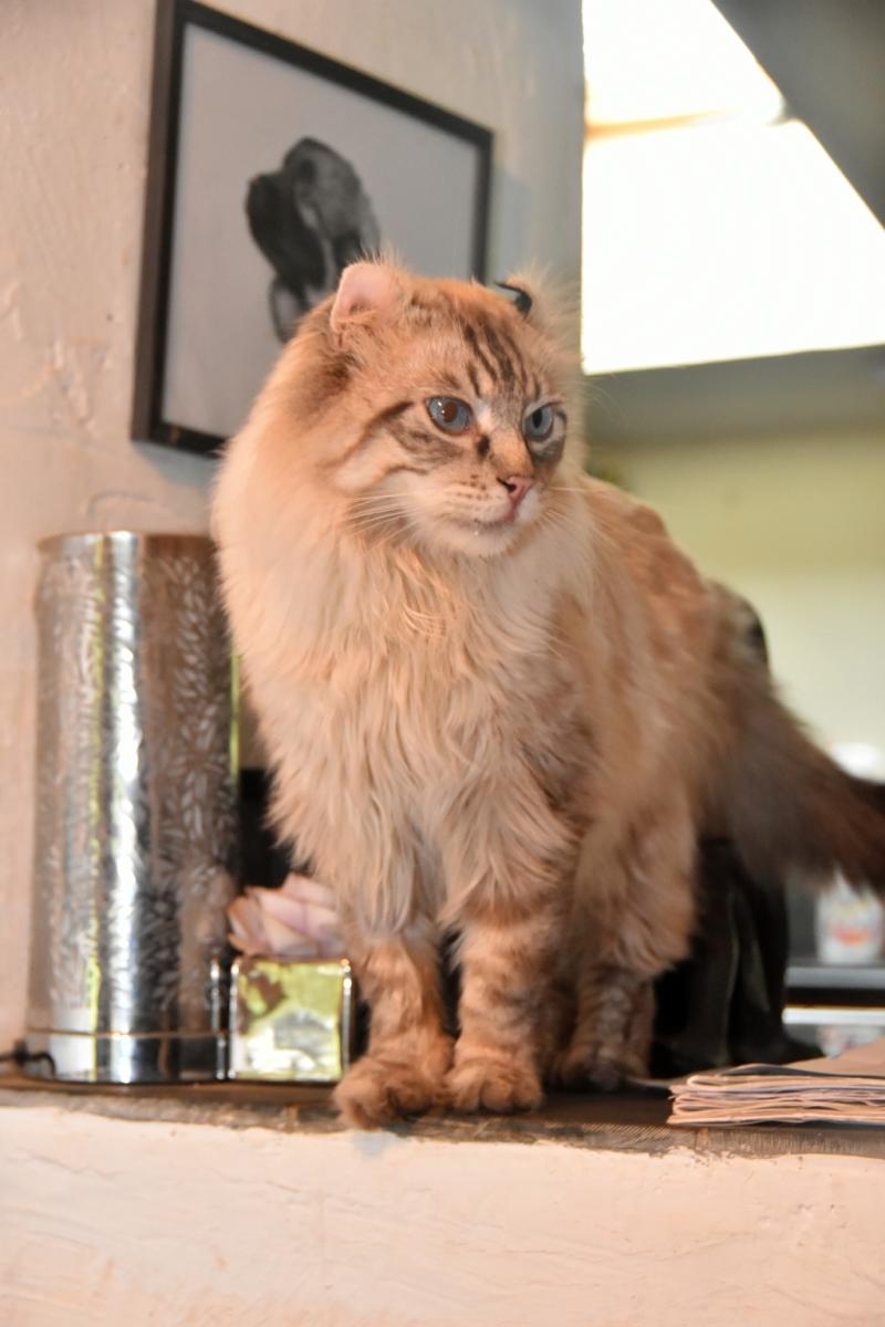 American curl poil long